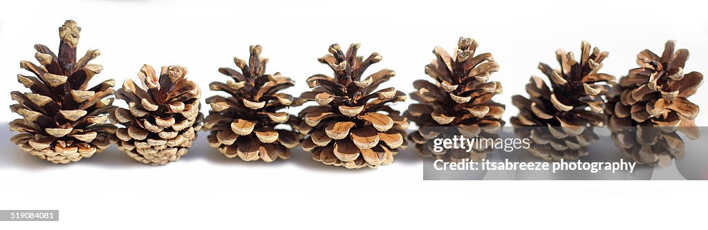 Row of pine cones