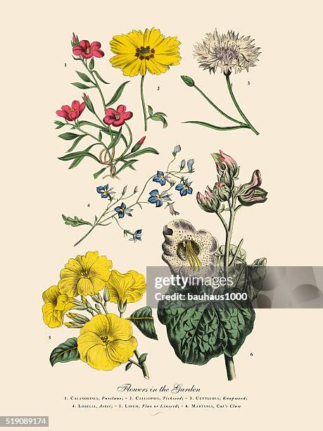 exotic flowers of the garden, victorian botanical illustration - portulaca stock illustrations