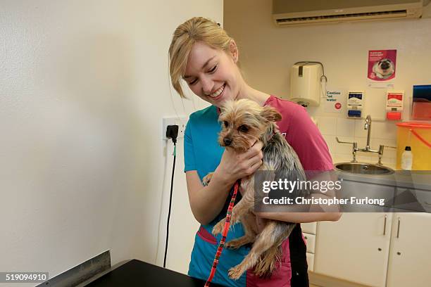 Ruby, a two-year-old Yorkshire Terrier, has a cuddle from Vet Amy Jennett after being having a micro-chip implanted at the PDSA Pet Hospital on April...