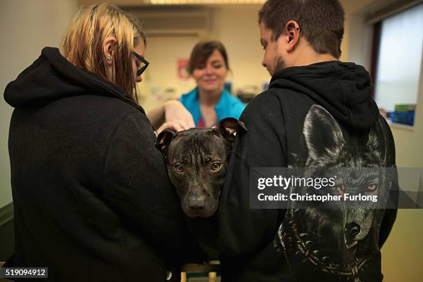Staffordshire Bull Terrier Rogue, is held by his owners Anthony and Tara Aldridge, whilst veterinary nurse Kay Brough implants a micro-chip at the...