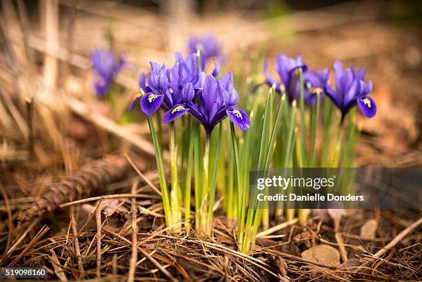 cluster of dwarf irises growing in an uncultivated garden - iris reticulata stock pictures, royalty-free photos & images