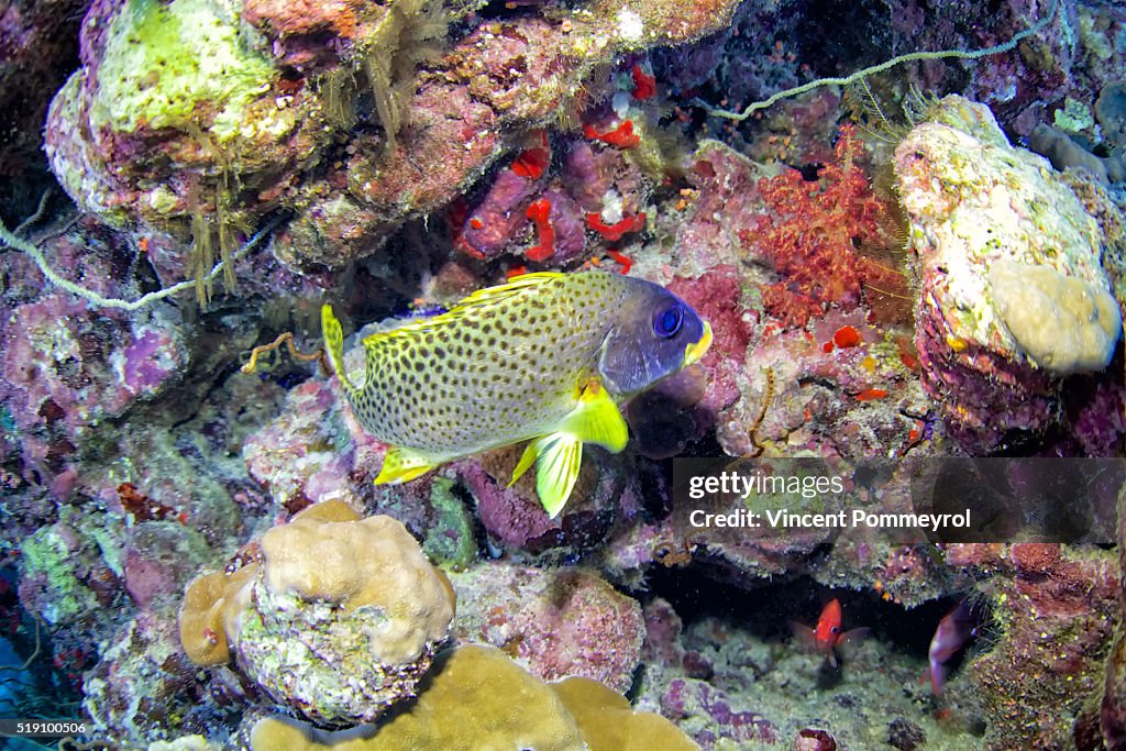 Blackspotted rubberlip-Plectorhinchus gaterinus