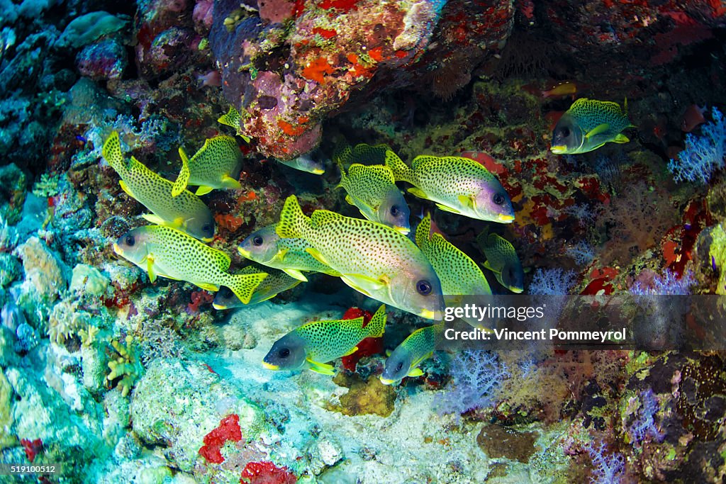 Blackspotted rubberlip-Plectorhinchus gaterinus