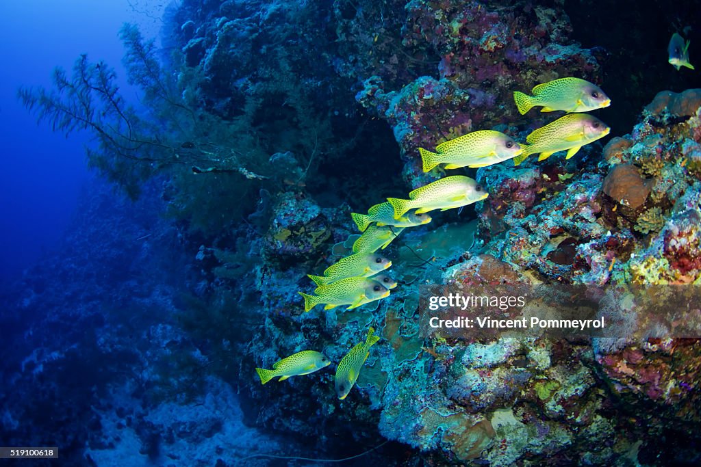 Blackspotted rubberlip-Plectorhinchus gaterinus