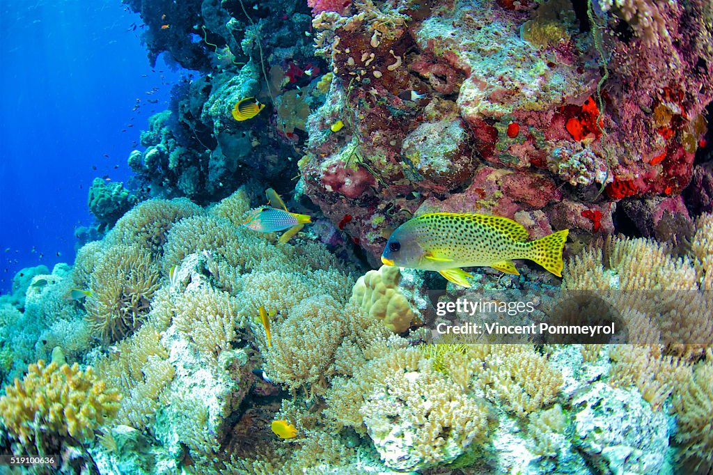 Blackspotted rubberlip-Plectorhinchus gaterinus