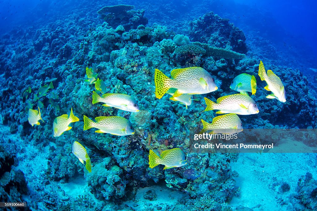 Blackspotted rubberlip-Plectorhinchus gaterinus