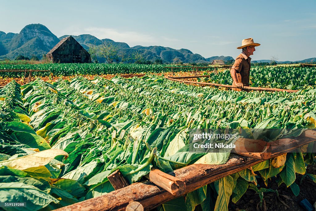 Agriculteur sur le tabac cubain à plantation