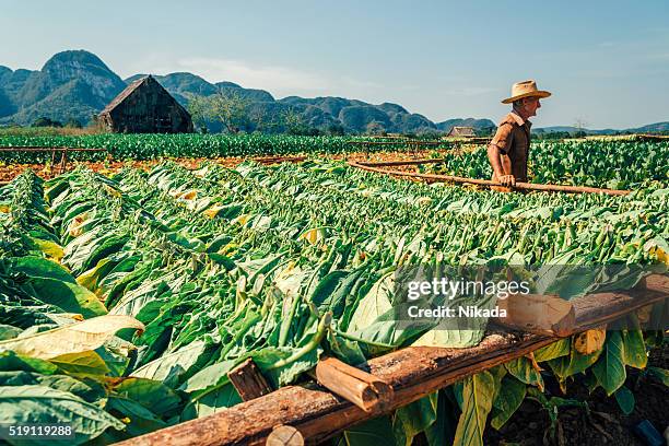 cuban farmer at a tobacco plantation - cuba stockfoto's en -beelden