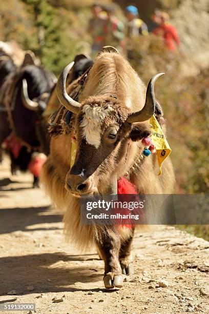 yaks - namche bazaar stock pictures, royalty-free photos & images