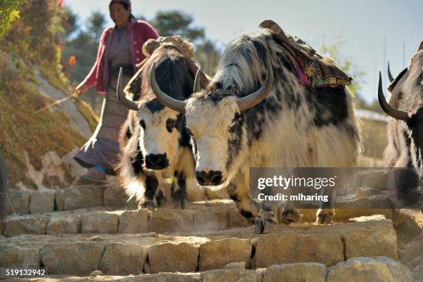yaks - namche bazaar stock pictures, royalty-free photos & images