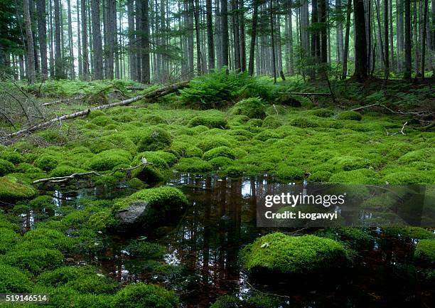 mossy swamp - isogawyi stock-fotos und bilder