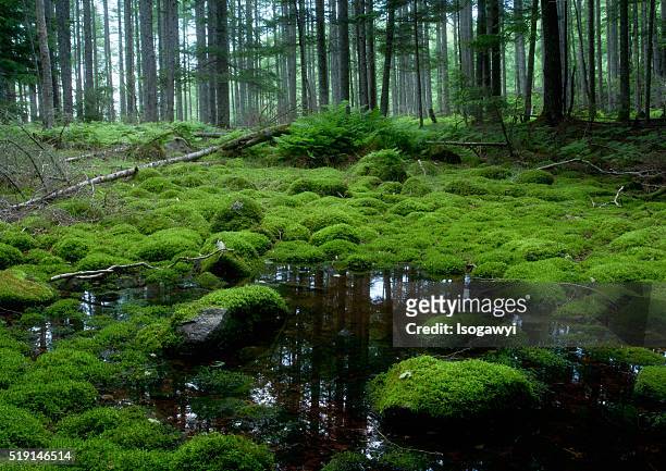 mossy swamp - isogawyi stockfoto's en -beelden