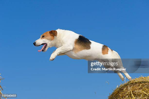 jack russel terrier jumping. - dog jump ストックフォトと画像