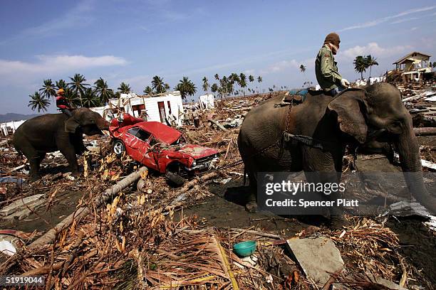 Elephants pull debris January 6, 2005 to clear an area destroyed by the tsunami in Banda Aceh, Indonesia. The province of Aceh, one of the worst hit...