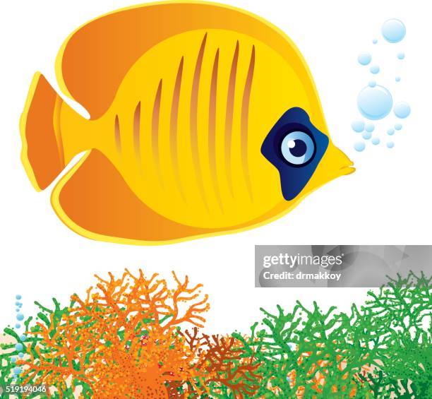 yellow butterflyfish - sharm el sheikh stock illustrations
