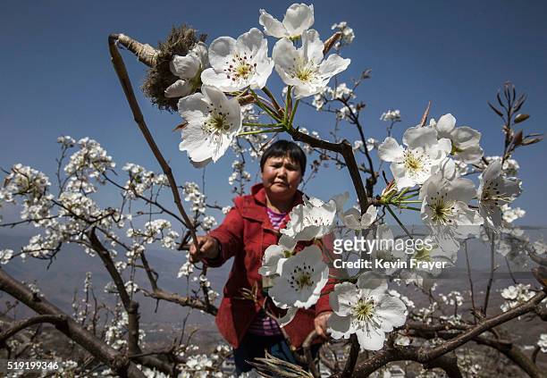 Chinese farmer pollinates a pear tree by hand on March 25, 2016 in Hanyuan County, Sichuan province, China. Heavy pesticide use on fruit trees in the...