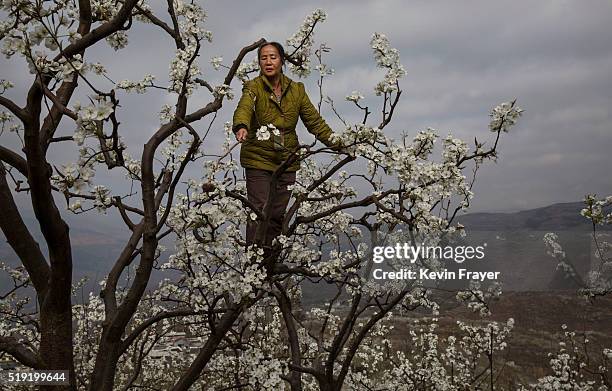 Chinese farmer climbs during hand pollination of pear trees on March 25, 2016 in Hanyuan County, Sichuan province, China. Heavy pesticide use on...