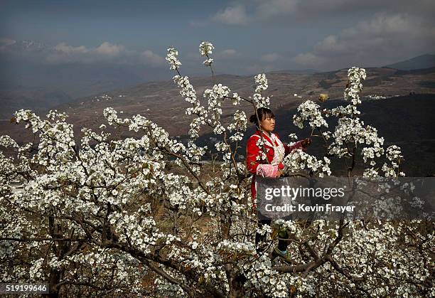 Chinese farmer He Meixia pollinates a pear tree by hand on March 25, 2016 in Hanyuan County, Sichuan province, China. Heavy pesticide use on fruit...