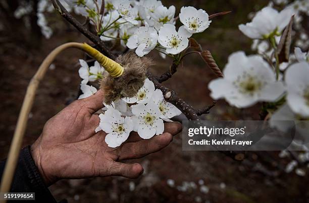 Chinese farmer He Guolin hand pollinates flowers on a pear tree on March 25, 2016 in Hanyuan County, Sichuan province, China. Heavy pesticide use on...