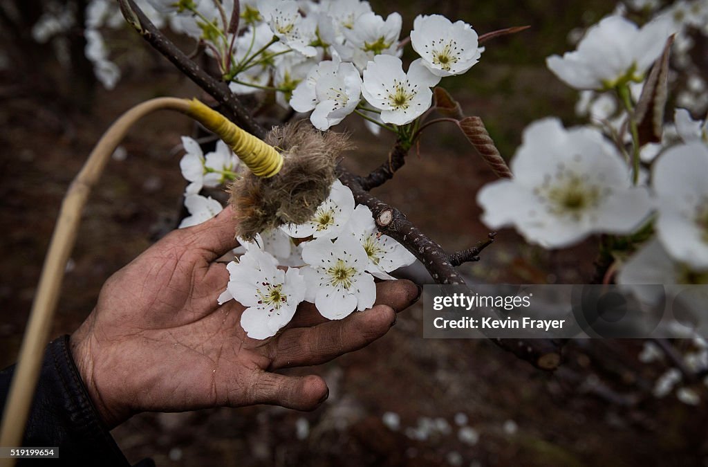 Humans Do The Work of Bees in Rural China