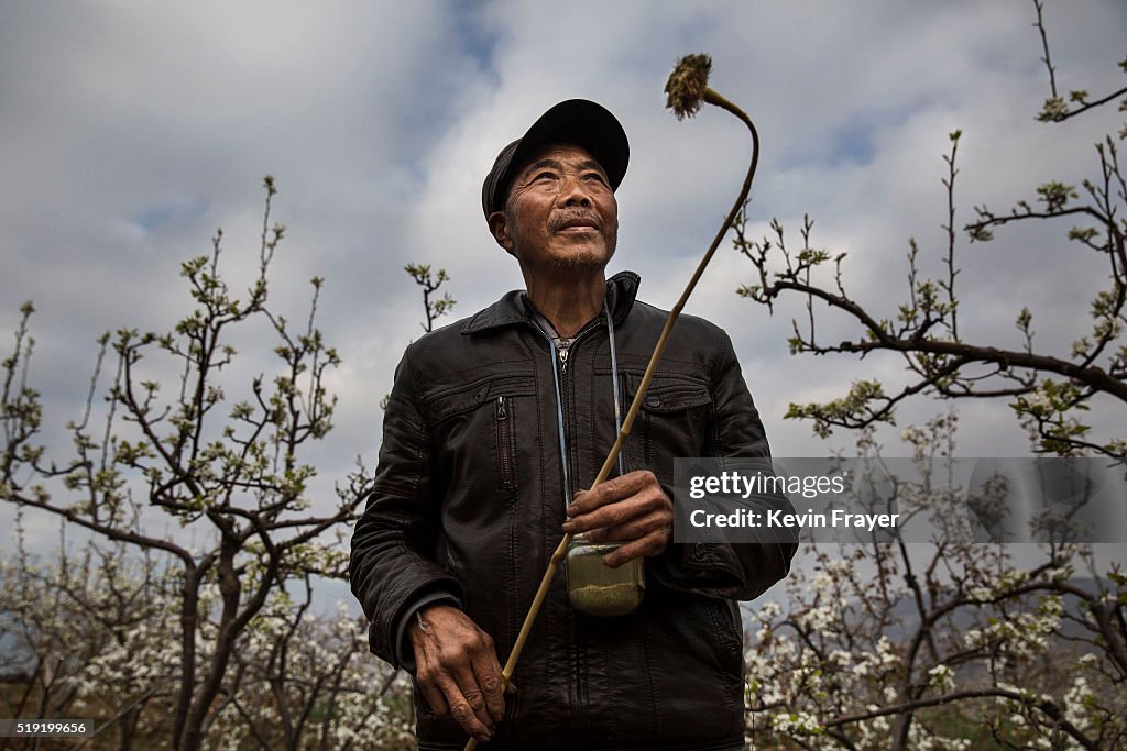Humans Do The Work of Bees in Rural China