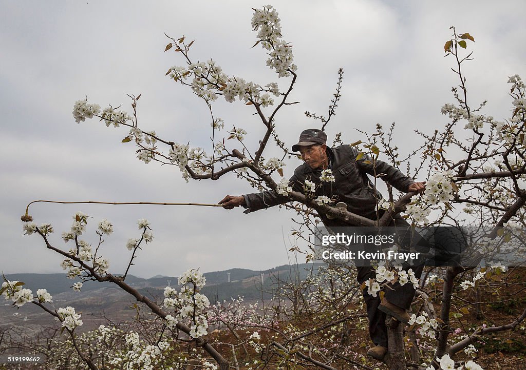 Humans Do The Work of Bees in Rural China