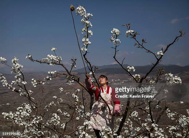 Chinese farmer He Meixia pollinates a pear tree by hand on March 25, 2016 in Hanyuan County, Sichuan province, China. Heavy pesticide use on fruit...