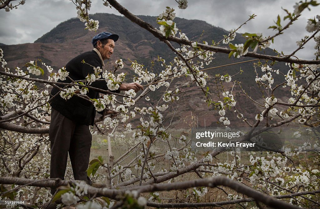 Humans Do The Work of Bees in Rural China