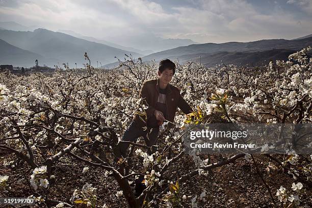 Chinese farmer hand pollinates a pear tree at a farm on March 25, 2016 in Hanyuan County, Sichuan province, China. Heavy pesticide use on fruit trees...