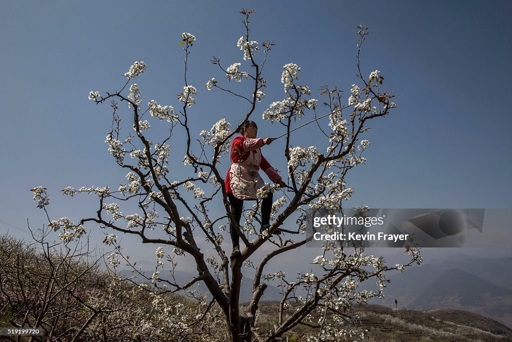 Humans Do The Work of Bees in Rural China