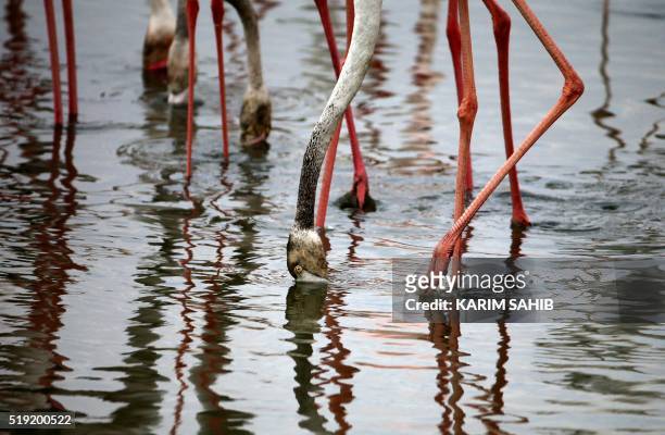 Pink flamingos search for food in the water at the Ras al-Khor Wildlife Sanctuary on the outskirts of Dubai, in the United Arab Emirates, on April 5,...