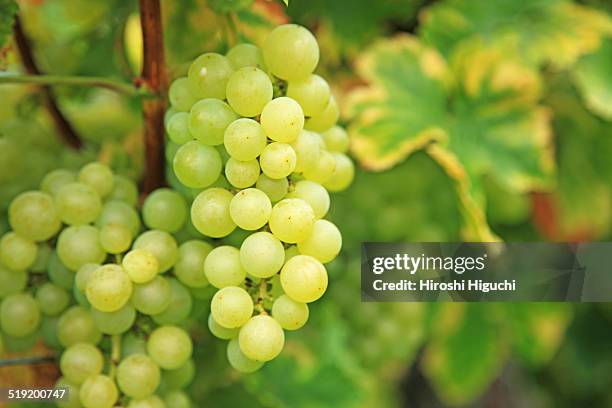 grapes, vineyard - haut rhin stock-fotos und bilder