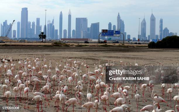 General views shows pink flamingos standing on the mud flats at the Ras al-Khor Wildlife Sanctuary with the Dubai skyline in the background, on the...