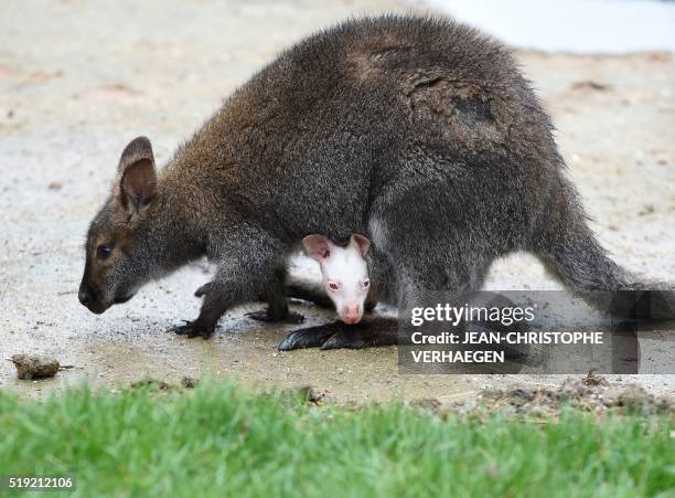 New born albinos wallaby is pictured its mother's pouch at the zoo of the French eastern city of Amneville, on April 5, 2016.