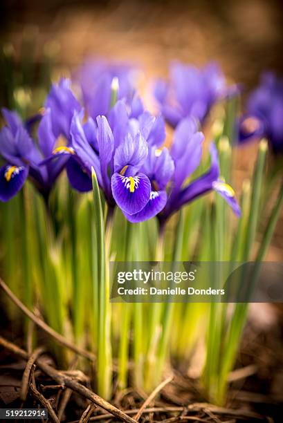 purple iris reticulata (dwarf iris) in early spring - iris reticulata stock pictures, royalty-free photos & images