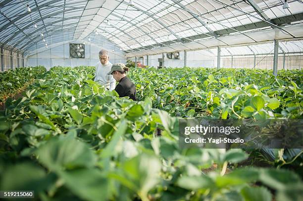 senior farmers working in a greenhouse - okayama prefecture stock pictures, royalty-free photos & images