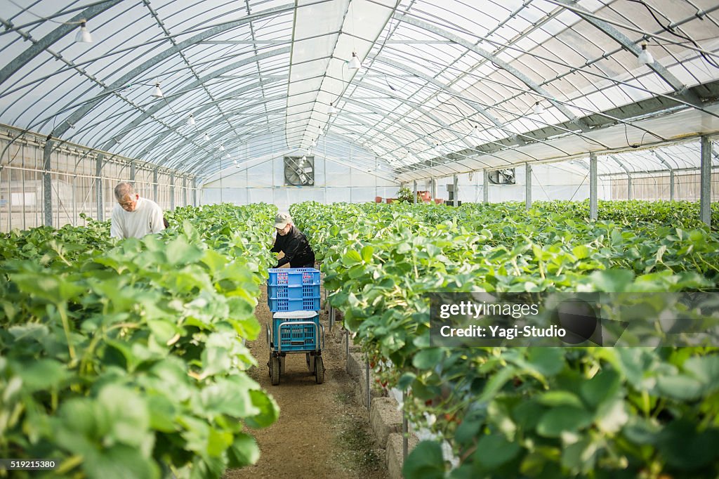 Senior farmers working in a greenhouse