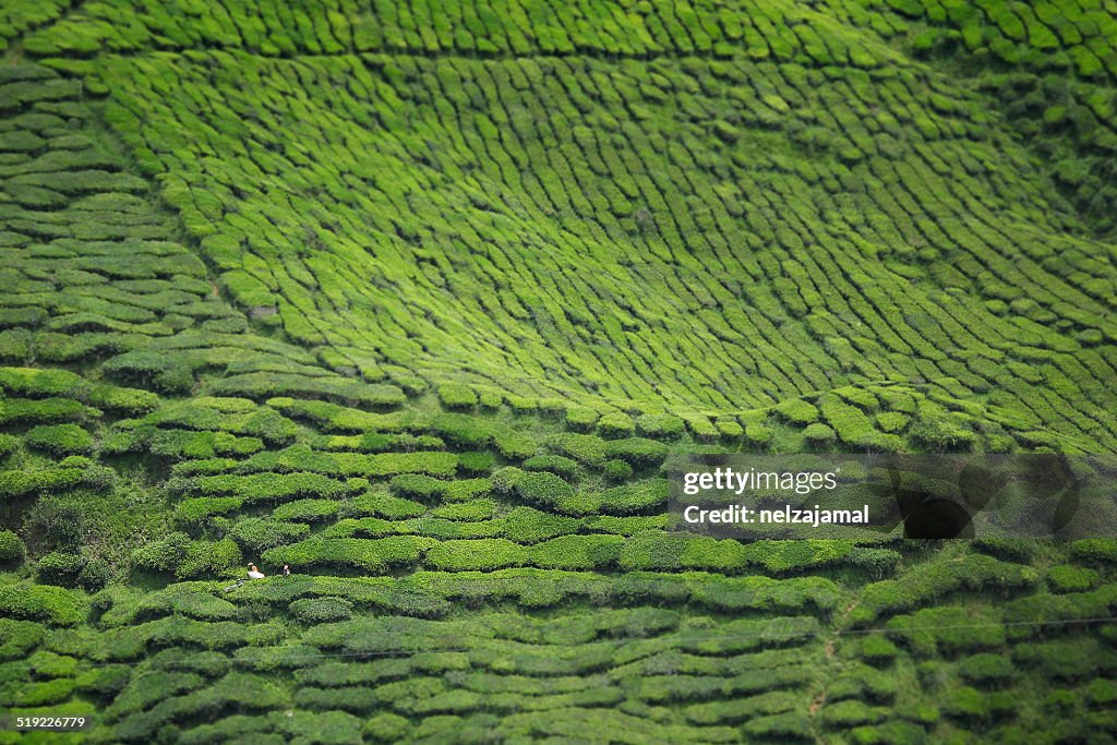 Tea Plantation in the Cameron Highlands, Malaysia