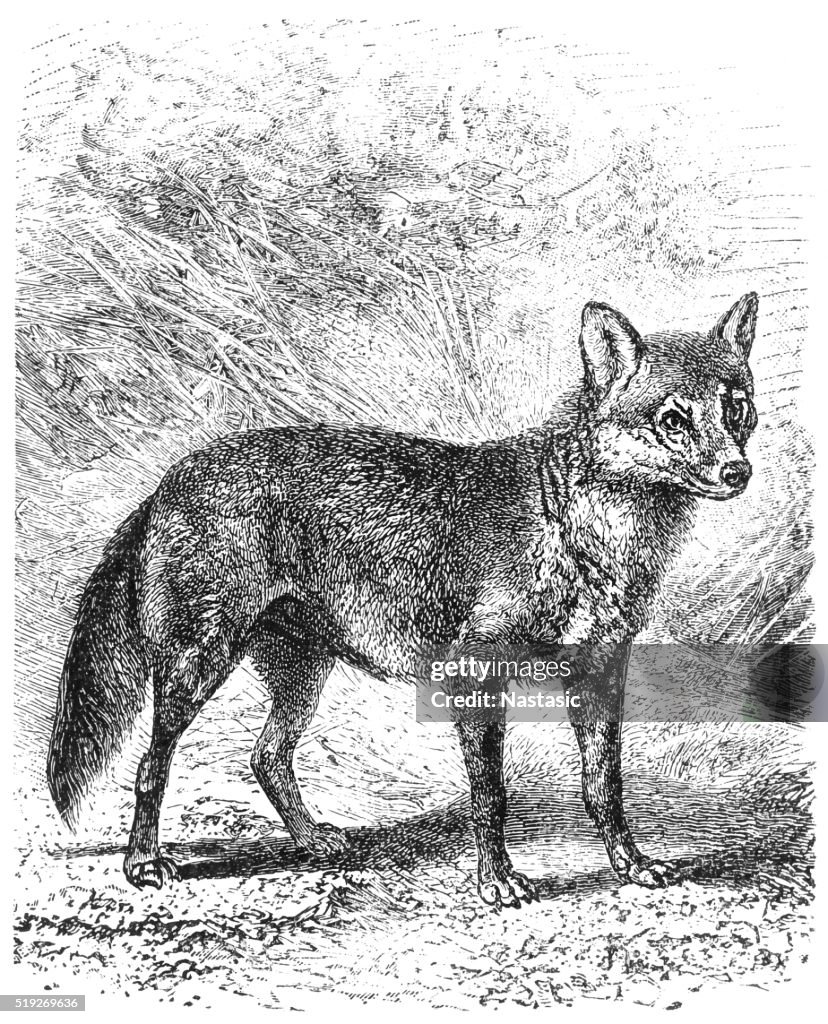 Crab eating Fox (Cerdocyon thous)