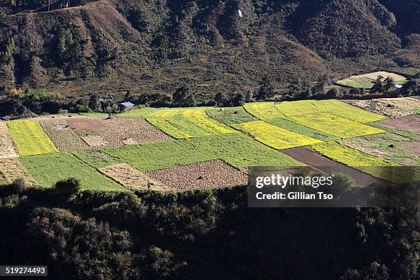 fields in valley near punakha, bhutan - trongsa district fotografías e imágenes de stock