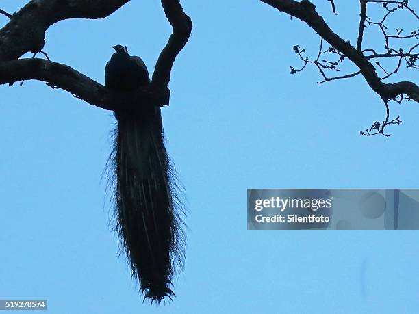 silhouetted peacock perched in tree at dusk. - beacon hill park stock pictures, royalty-free photos & images