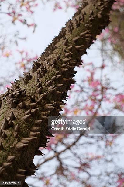 a thorny trunk of the silk floss tree ceiba speciosa formerly chorisia speciosa bombacaceae native to the north-east of argentina, east of bolivia, paraguay, uruguay and southern brazil. - ceiba speciosa stock pictures, royalty-free photos & images