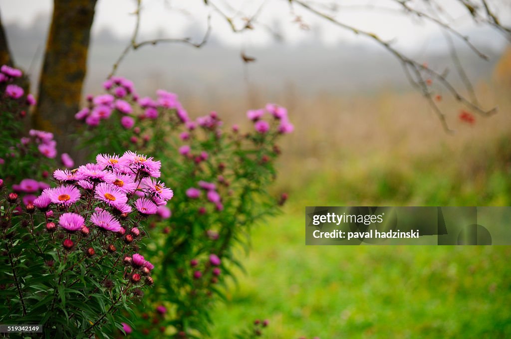 Fall. Chrysanthemums