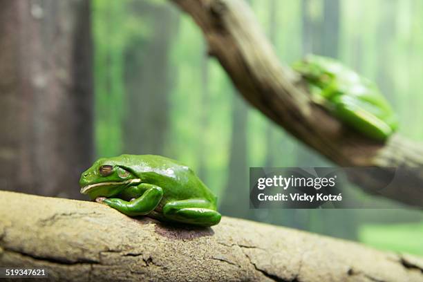 green tree frogs resting on a branch - イエアメガエル ストックフォトと画像