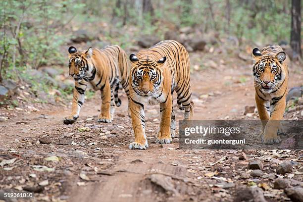 bengal tiger (panthera tigris tigris) in ranthambhore national park - ranthambore national park stock-fotos und bilder