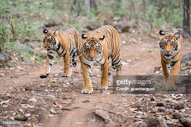 bengal tigers (panthera tigris tigris) in ranthambhore national park - ranthambore national park bildbanksfoton och bilder