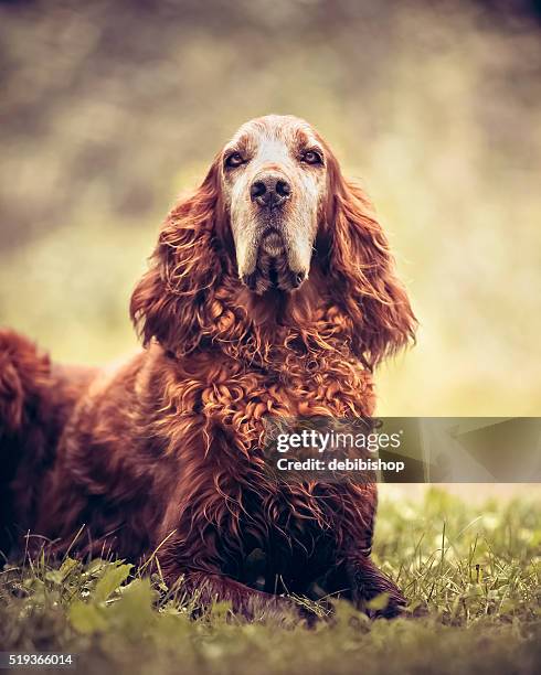 ritratto di cane-setter irlandese rosso - setter foto e immagini stock