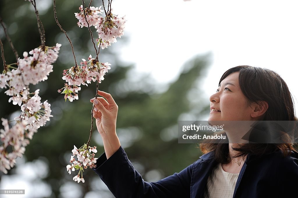 Japanese enjoy the last day of cherry blossom
