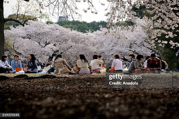 People enjoy the last beautiful day of Hanami, a traditional picnic between family, friends or colleague to enjoy the cherry blossom and the poetry...