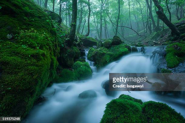 mountain stream in early summer - isogawyi fotografías e imágenes de stock